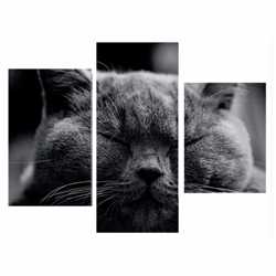 Модульная картина Серый кот 1