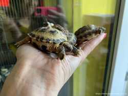 Черепаха Среднеазиатская сухопутная для домашнего содержания