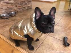 Одежда для собак золотой жилет 1