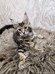 Чистокровная девочка кошка Мейн-кун с питомника 2
