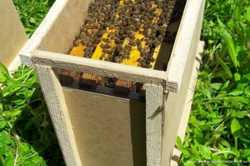 Продам бджолосім'ї в квітні та&nbsp; бджолопакети в перших числах травня.
