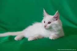 мальчик котенок мейн кун белый