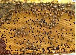 Продам пчелосемьи, пчелопакеты, матки, ульи. 3