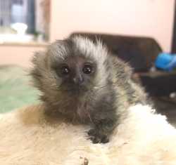 Ручная обезьяна игрунка обезьянка мармозетка мини мартышка примат домашний 1