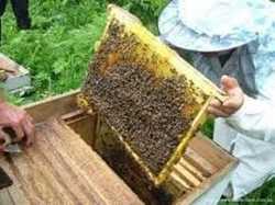 Продам пчелосемьи, пчелопакеты, матки, ульи. 2
