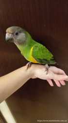 Сенегальский длиннокрылый попугай. Сенегал. Ручной малыш. Poicephalus  2