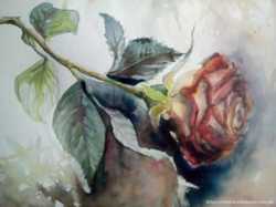 Картина акварелью ,,Роза"  2
