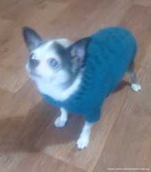 Вязаный свитер для собаки 3
