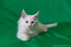 мальчик котенок мейн кун белый 2