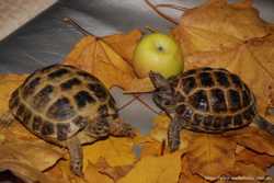 Большые сухопутные степные черепахи (среднеазиатские)