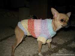 Свитер на маленькую собачку, одежда, свитерок, свитер, кофта
