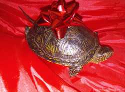 Богатый подарок : черепаха.
