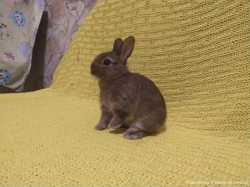 Карликовые цветные кролики,вислоушкиМиниЛоп/Nhd 3