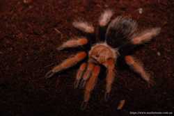 Ярчайший и спокойный паук брахипельма боэми