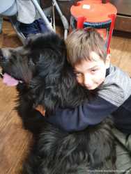 Найдите собаку за вознаграждение 10 000грн Черный Ньюфаундленд. 3