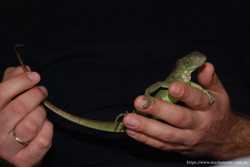 Маленькие зеленые игуаны, травоядная ящерица 3