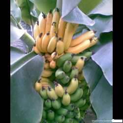 Банан киевский супер карлик росточки бананчика для комнатного выращива 1