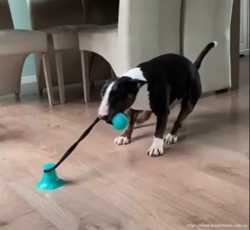Игрушка для собак Игрушка на присоске Мяч на веревке Канат на присоске