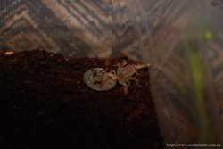 Маленький скорпион для любителей и начинающих террариумистов 2