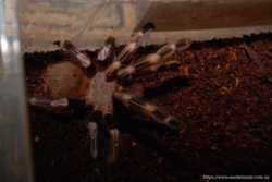 Паук красавчик нанду хроматус, пауки птицееды от 4 см 1