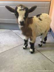 Маленькая карликовая камерунская коза в квартиру 1