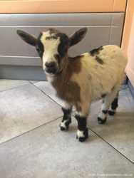 Маленькая карликовая камерунская коза в квартиру 2