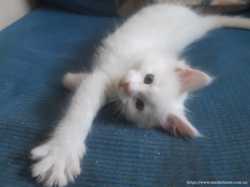Мейн- кун. Котята белый солид. 2
